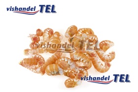 langoustine staartjes.jpg langoustine staartjes.jpg